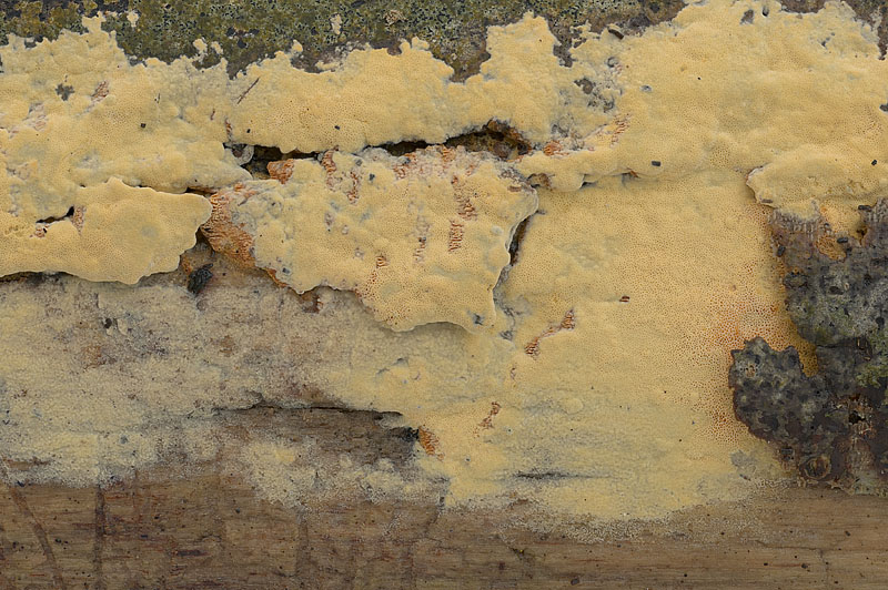 Ceriporia aurantiocarnescens